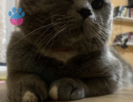 Scottish Fold 1 Yaşında Eş Arıyor