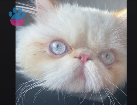 Exotic Shorthair Oğlum RIfkı Eş Arıyor