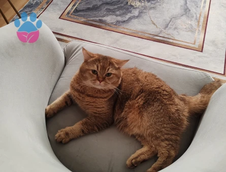 Oğlumuz Ares'e  Eş Arıyoruz