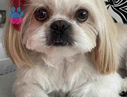 Shih tzu Dişi Aranıyor