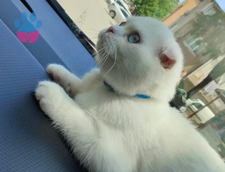 8 Aylık Mavi Gözlü Erkek Scotish Fold Kedimize Eş Arıyoruz