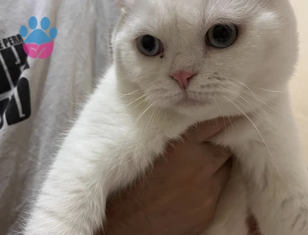 8 Aylık Mavi Gözlü Erkek Scotish Fold Kedimize Eş Arıyoruz