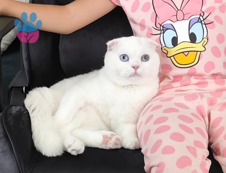8 Aylık Mavi Gözlü Erkek Scotish Fold Kedimize Eş Arıyoruz