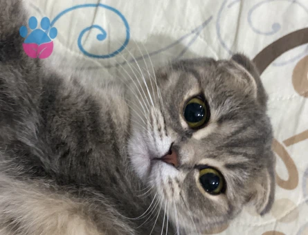 Kızıma eş arıyorum