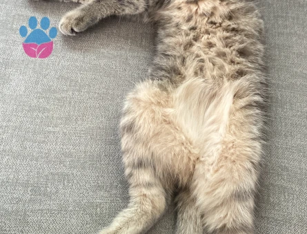 Kızıma eş arıyorum