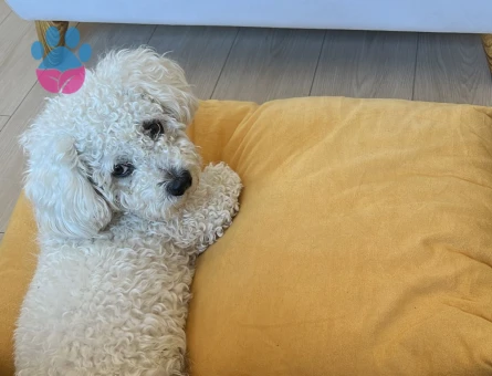 1.5 Yaşında Erkek Maltipoo Oğlumuza Gelin Arıyoruz