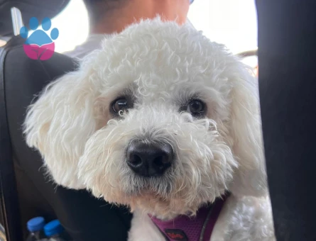 1.5 Yaşında Erkek Maltipoo Oğlumuza Gelin Arıyoruz