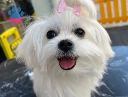 Pamuk tecrübeli oğluma eş arıyoruz