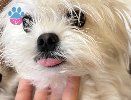 Pamuk tecrübeli oğluma eş arıyoruz