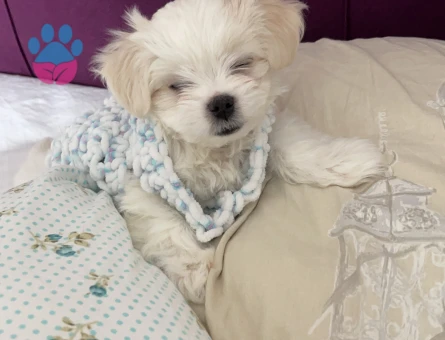 Pamuk tecrübeli oğluma eş arıyoruz