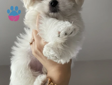 Pamuk tecrübeli oğluma eş arıyoruz