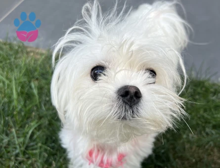 Pamuk tecrübeli oğluma eş arıyoruz
