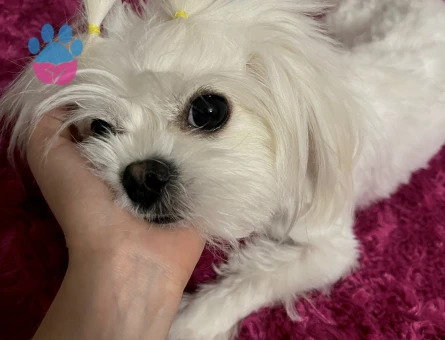 Pamuk tecrübeli oğluma eş arıyoruz