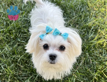 Pamuk tecrübeli oğluma eş arıyoruz