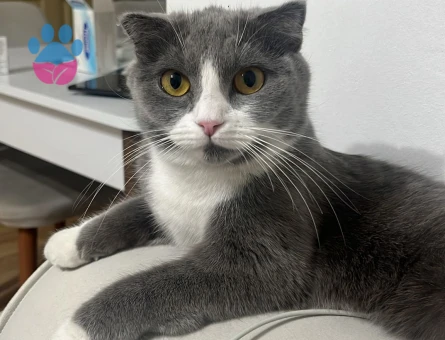 kızımıza eş adayı