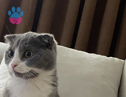 kızımıza eş adayı