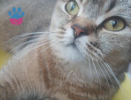 Eş aranıyor erkek sağlıklı.