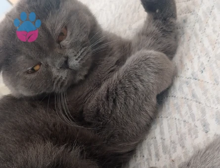 Schottish fold kedime eş arıyorum