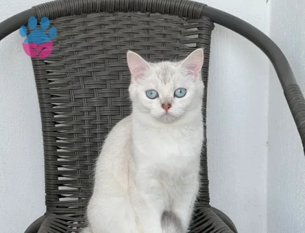 British Shorthair Miaya eş arıyorum