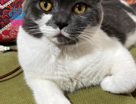 Erkek kedim için eş arıyorum