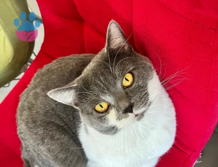 Erkek kedim için eş arıyorum