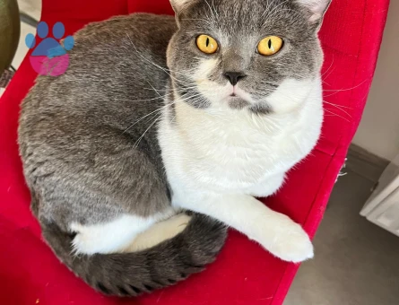 Erkek kedim için eş arıyorum