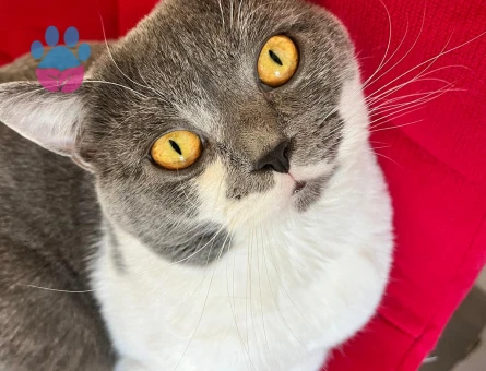 Erkek kedim için eş arıyorum