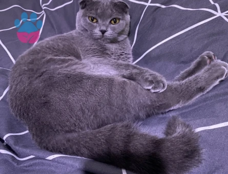 Kedime uygun eş arıyorum