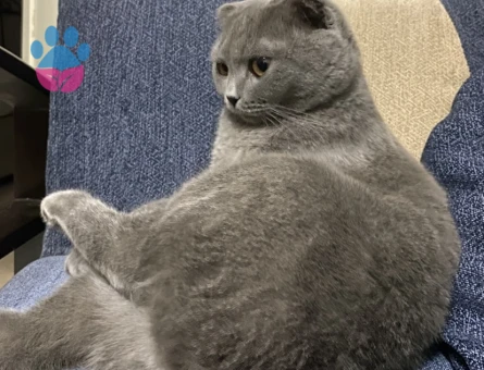 Kedime uygun eş arıyorum