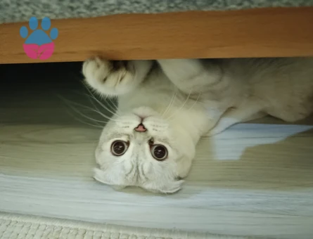 Erkek scottish fold kedime eş arıyorum