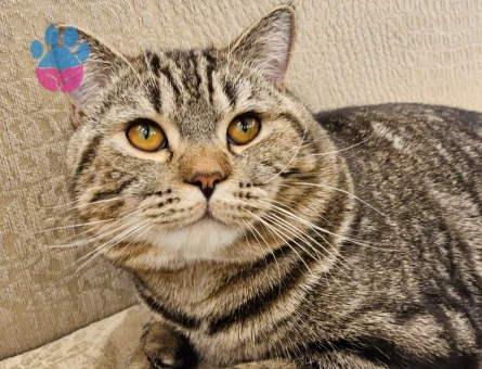 Tiger british kedime eş arıyoruz