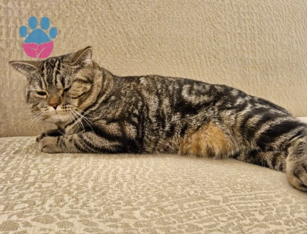 Tiger british kedime eş arıyoruz