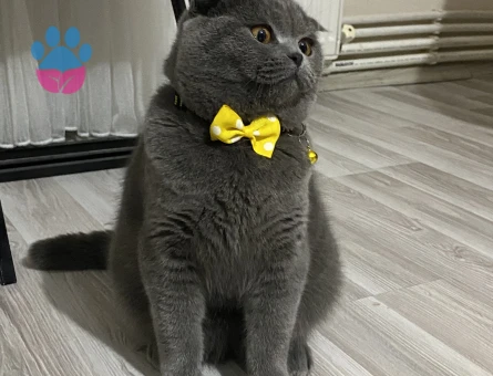 Scootisch Fold Erkek