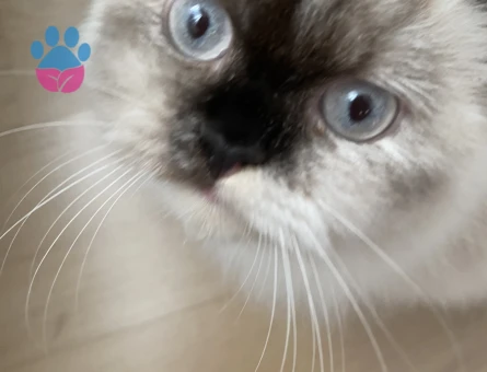 british blue point kızımız erkek eş arıyor