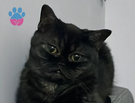 British SHorthair Kedime eş arıyorum