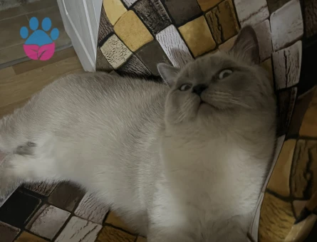 Kedimi çiftleştirmek istiyorum