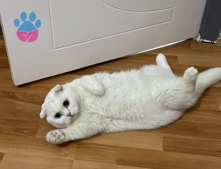 Oğluma eş arıyoruz