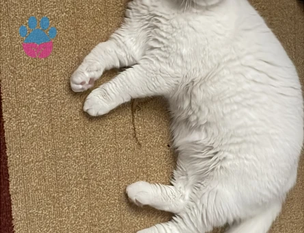 Oğluma eş arıyoruz