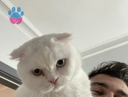 Oğluma eş arıyoruz