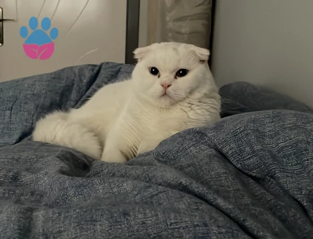 Oğluma eş arıyoruz