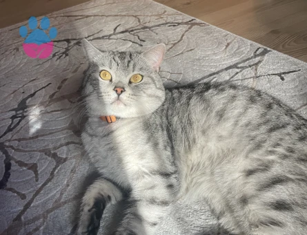 Oğluma gelin arıyorum