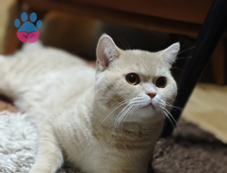 British erkek kedimize eş arıyoruz