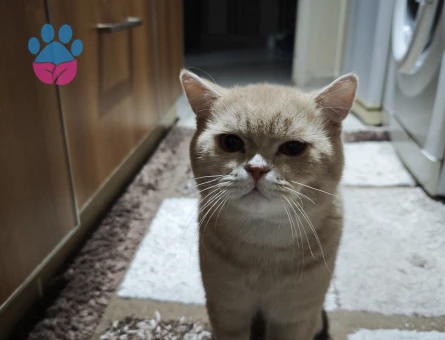 British erkek kedimize eş arıyoruz