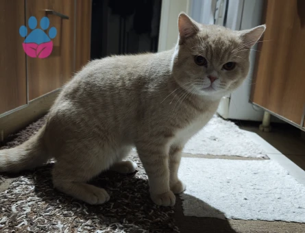 British erkek kedimize eş arıyoruz