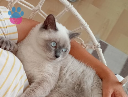 YAKIŞIKLI OĞLUMA EŞ