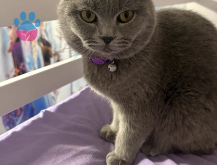 scottish straight Kedimiz için eş arıyoruz