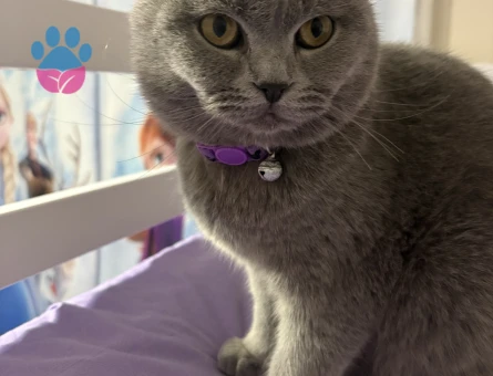 scottish straight Kedimiz için eş arıyoruz