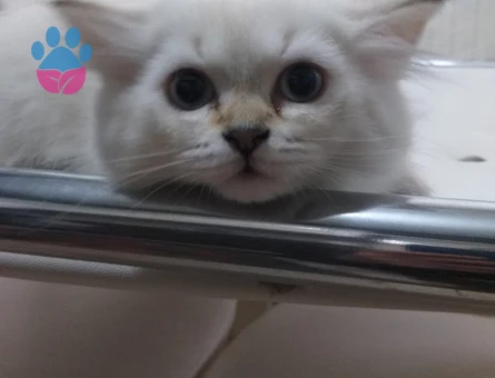 British Kedimize Eş Arıyoruz