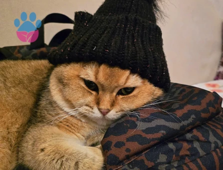 British Shorthair Golden Erkek Kedim Simba'ya Eş Arıyorum