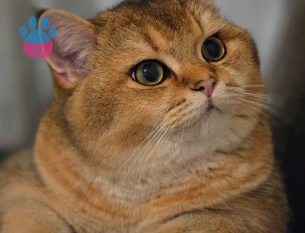 British Shorthair Golden Erkek Kedim Simba'ya Eş Arıyorum